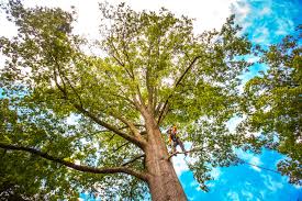 Lake Geneva, WI Tree Care Company