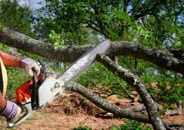 Best Tree Removal  in Lake Geneva, WI