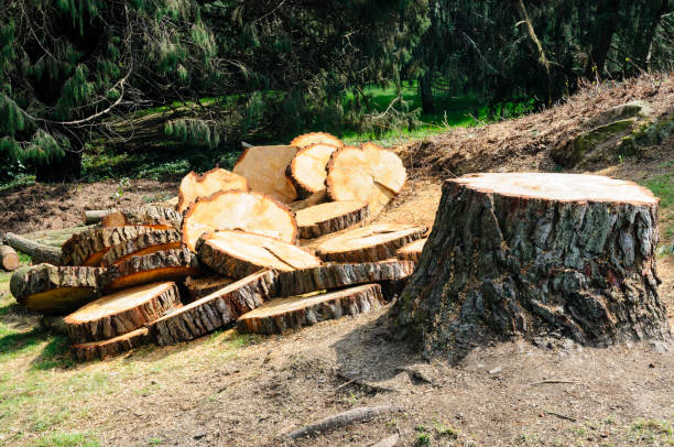 How Our Tree Care Process Works  in  Lake Geneva, WI